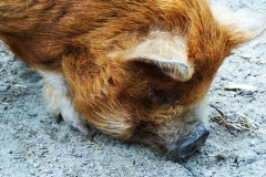 1_Gerti-Gaia-Zoo-1200