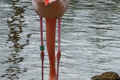 GaiaZoo-1