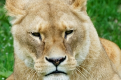 GaiaZoo-3