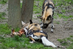 Gerti-Gaia-Zoo-1200-3