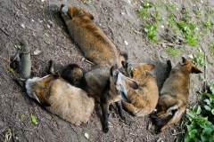 Gerti-Gaia-Zoo-1200
