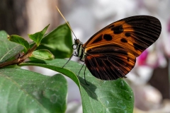 DSC_9544
