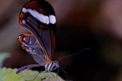 Vlindersafari-Gemert-3