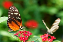 Vlindersafari-gemert-2