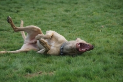 Gerti-emoties-rollen-van-plezier-1200