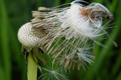2e-Fvdm-mei2025-Gerti-Petersen-paardenbloem-2