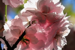 HeGe-bloem