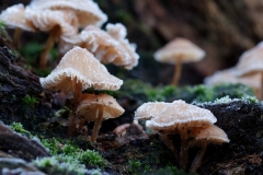 MoMe-Bevroren-paddenstoeltjes