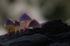 PeKe-Paddenstoelen