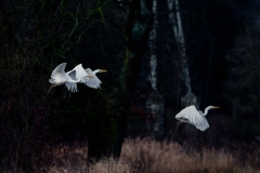 PeKe-Zilverreigers
